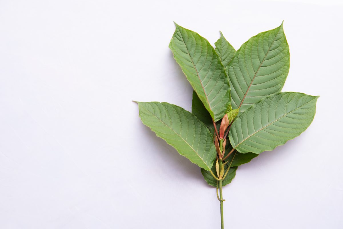 kratom leaves