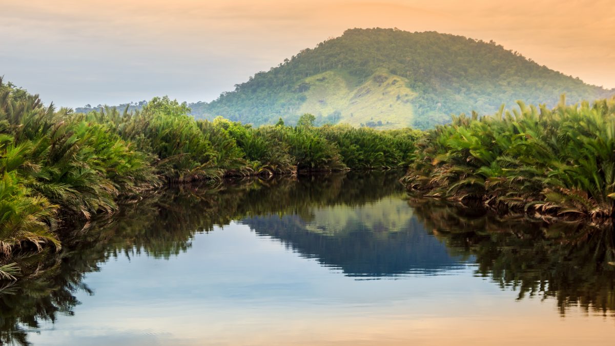 Borneo kalimantan forest