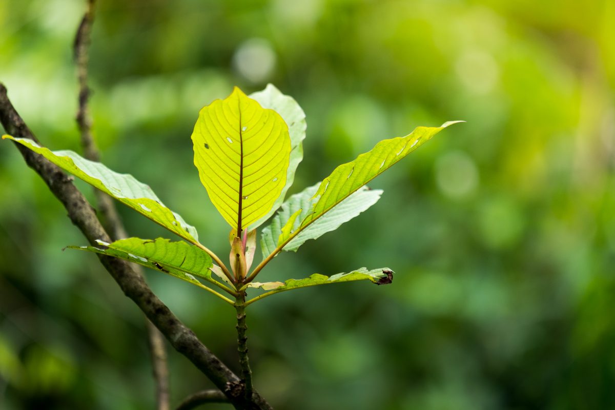 kratom branch leaves