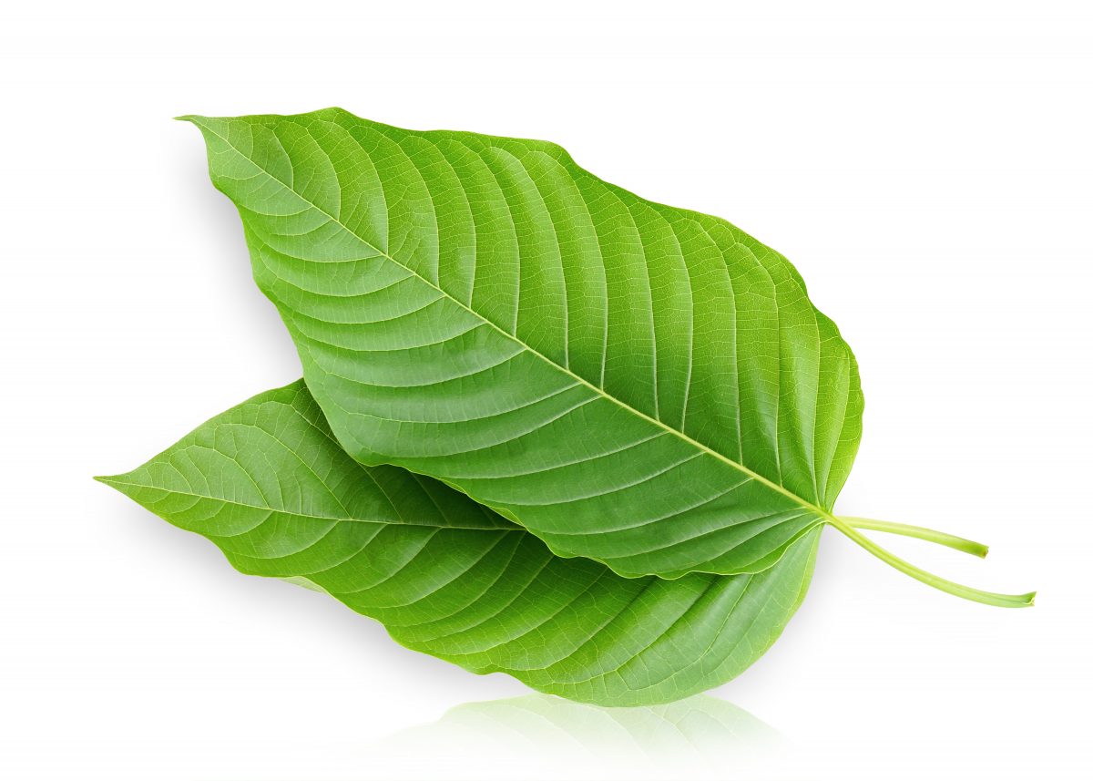kratom leaves